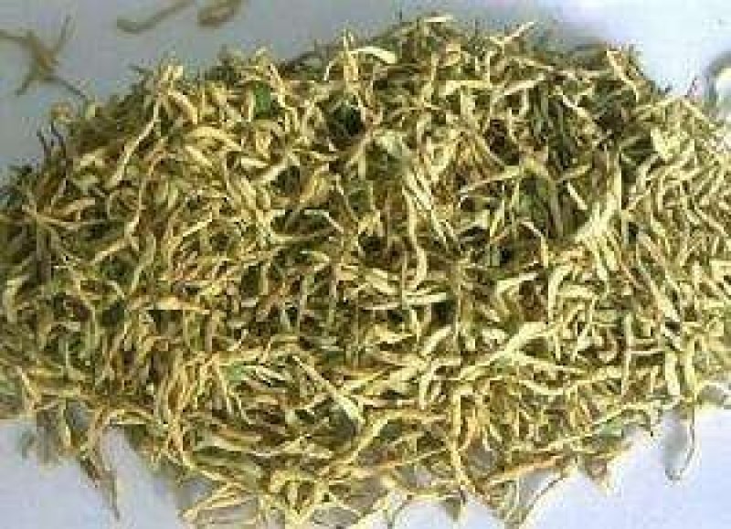 金丰一号金银花金银花苗
