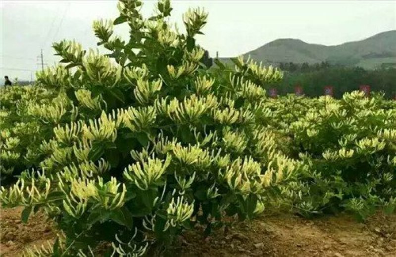 金丰一号金银花金银花苗