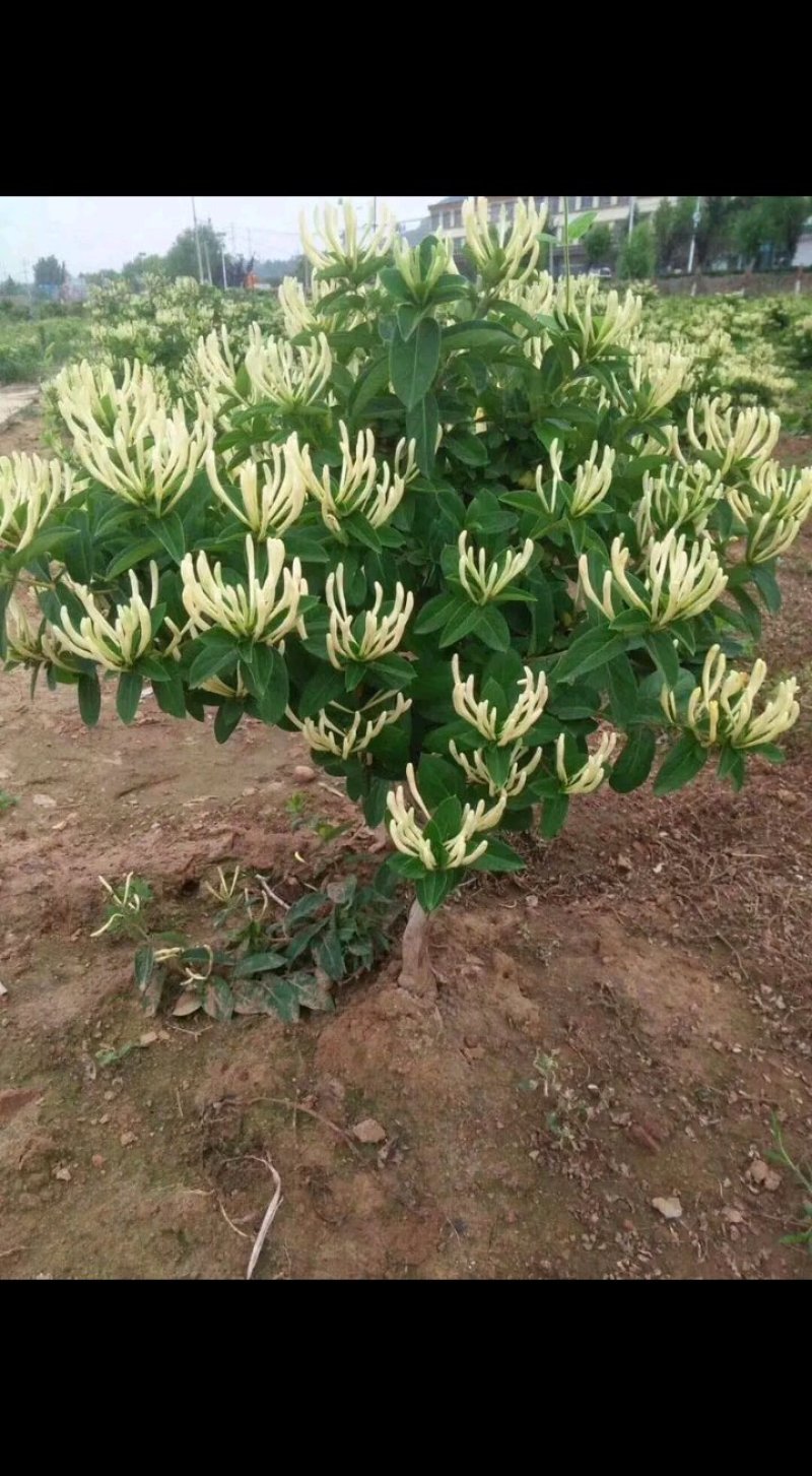 金丰一号金银花金银花苗