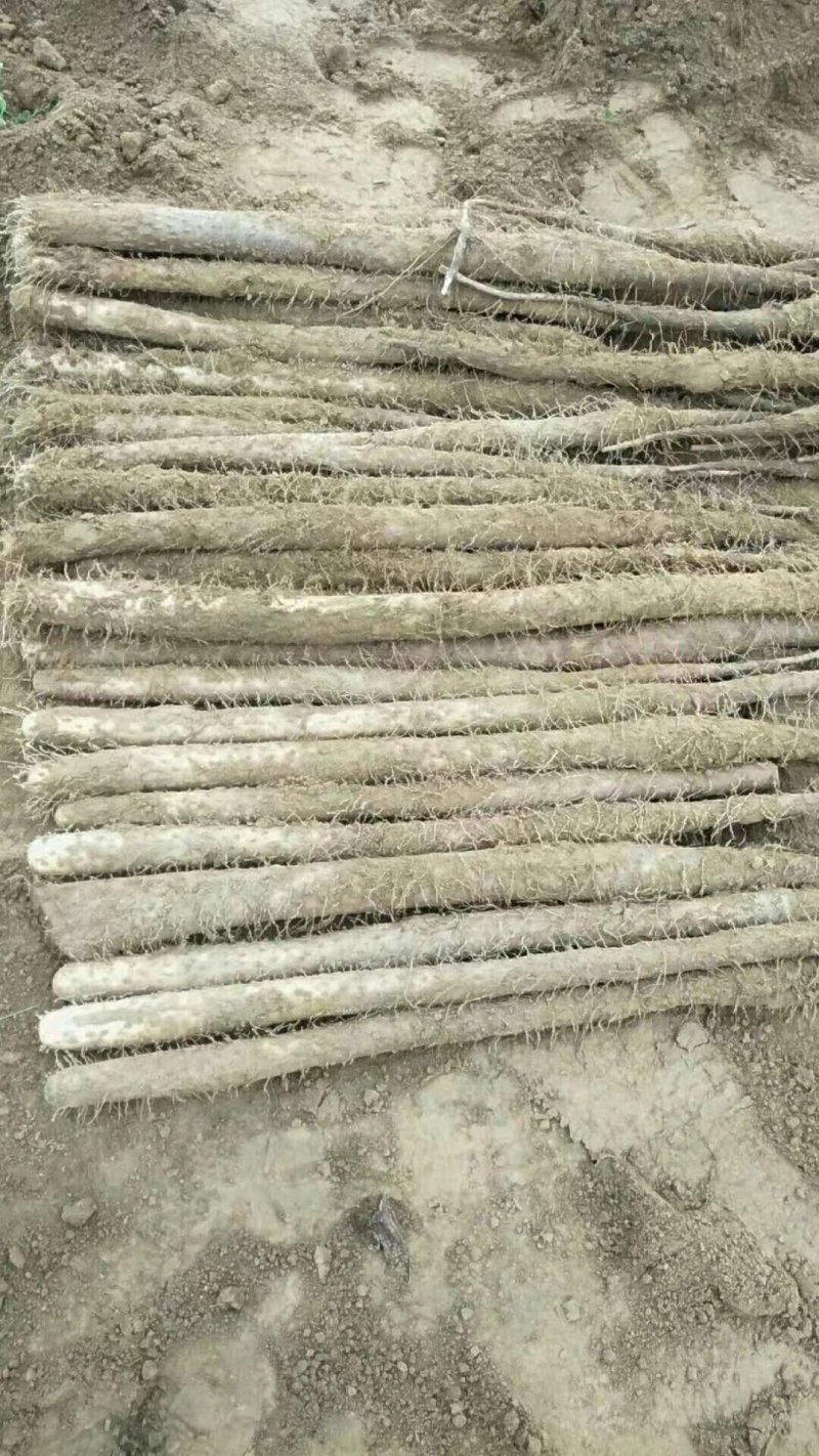 白玉山药