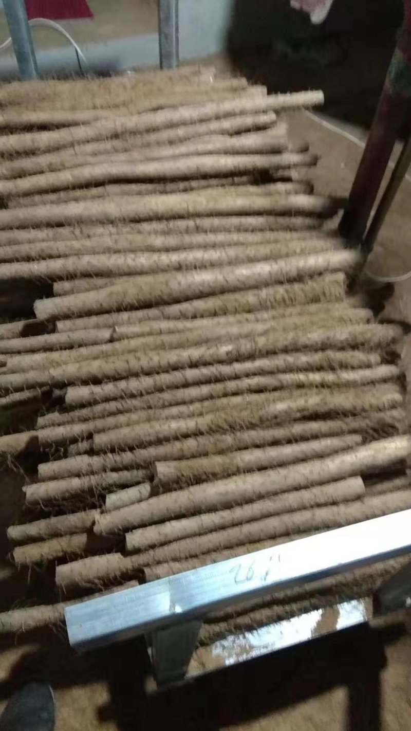 白玉山药
