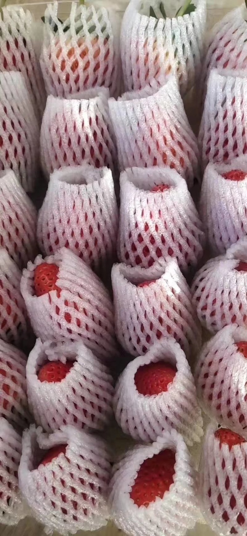 丹东东港九九草莓