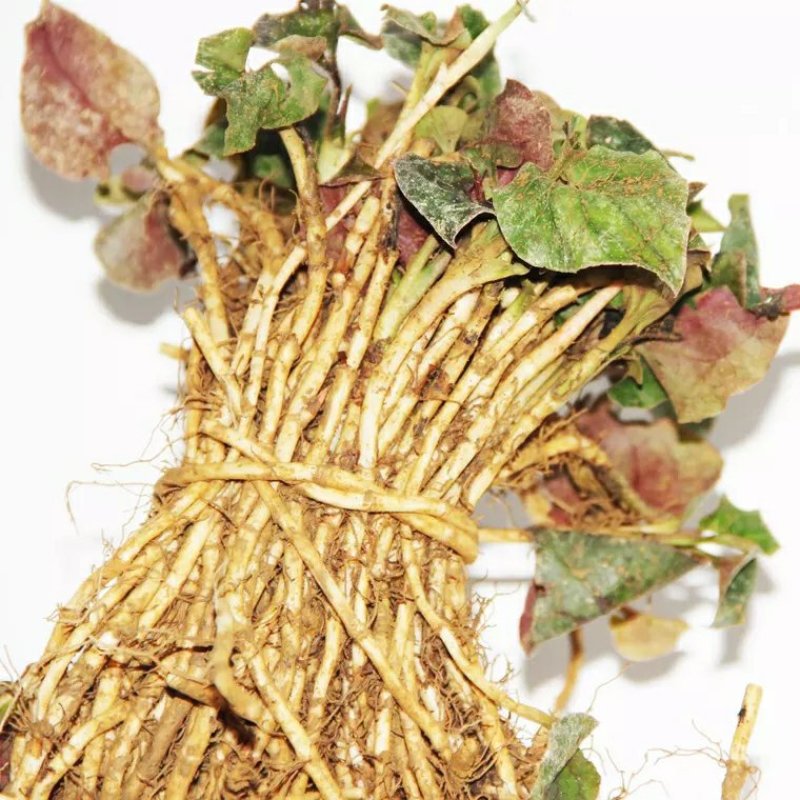 鱼腥草