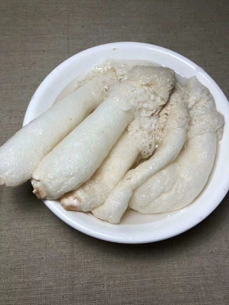 红托竹荪
