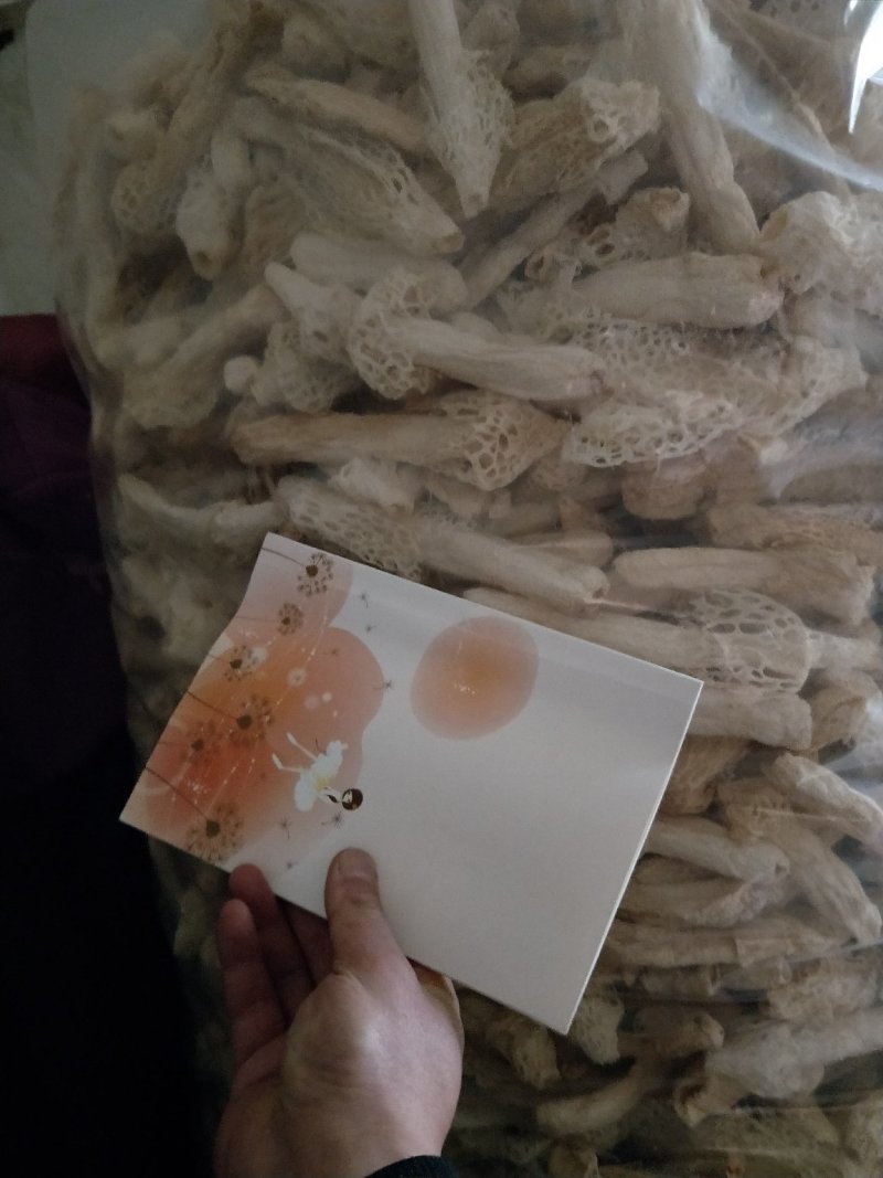 红托竹荪