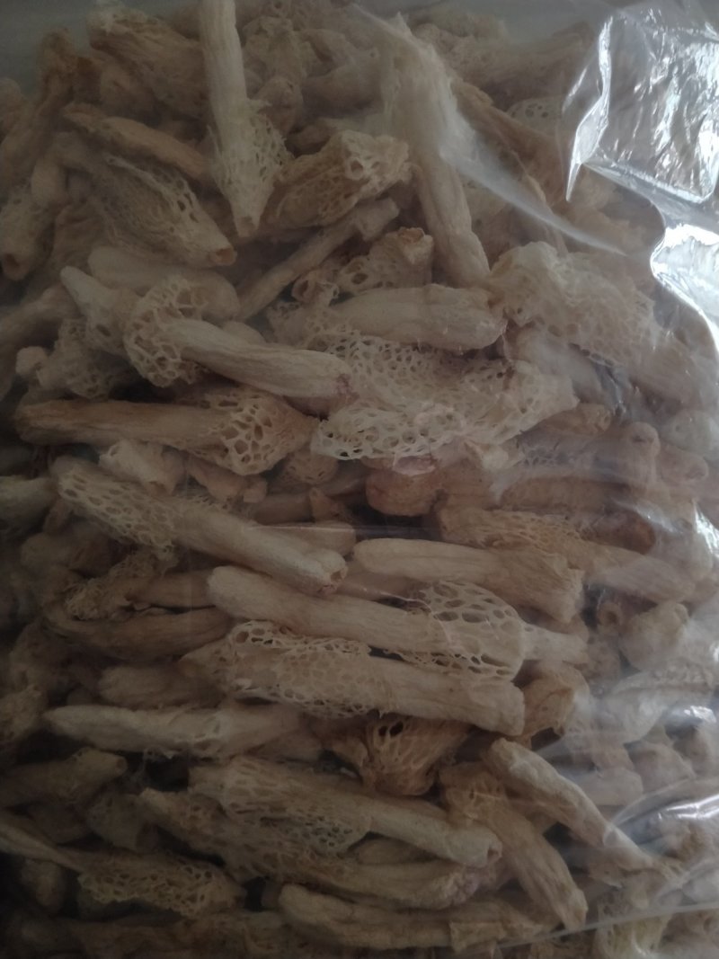 红托竹荪