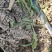 大量野荠菜上市