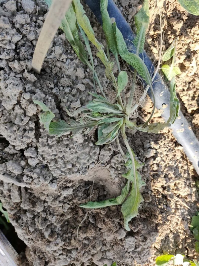 大量野荠菜上市