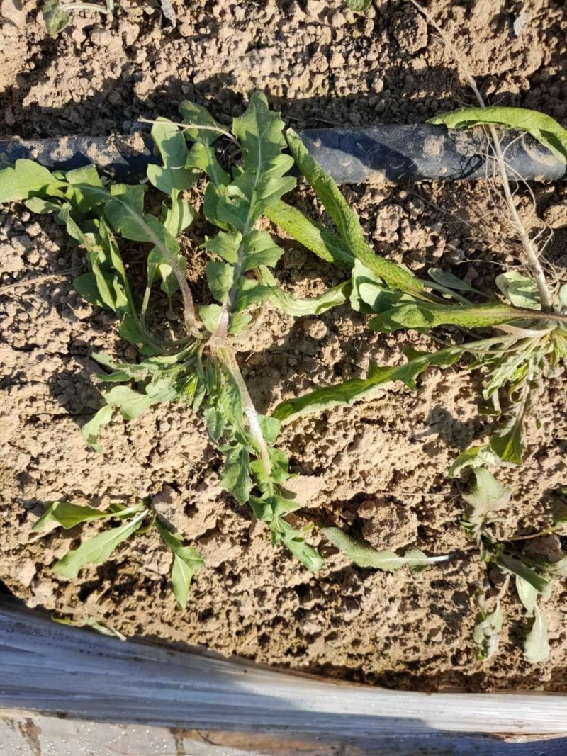 大量野荠菜上市