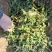 大量野荠菜上市