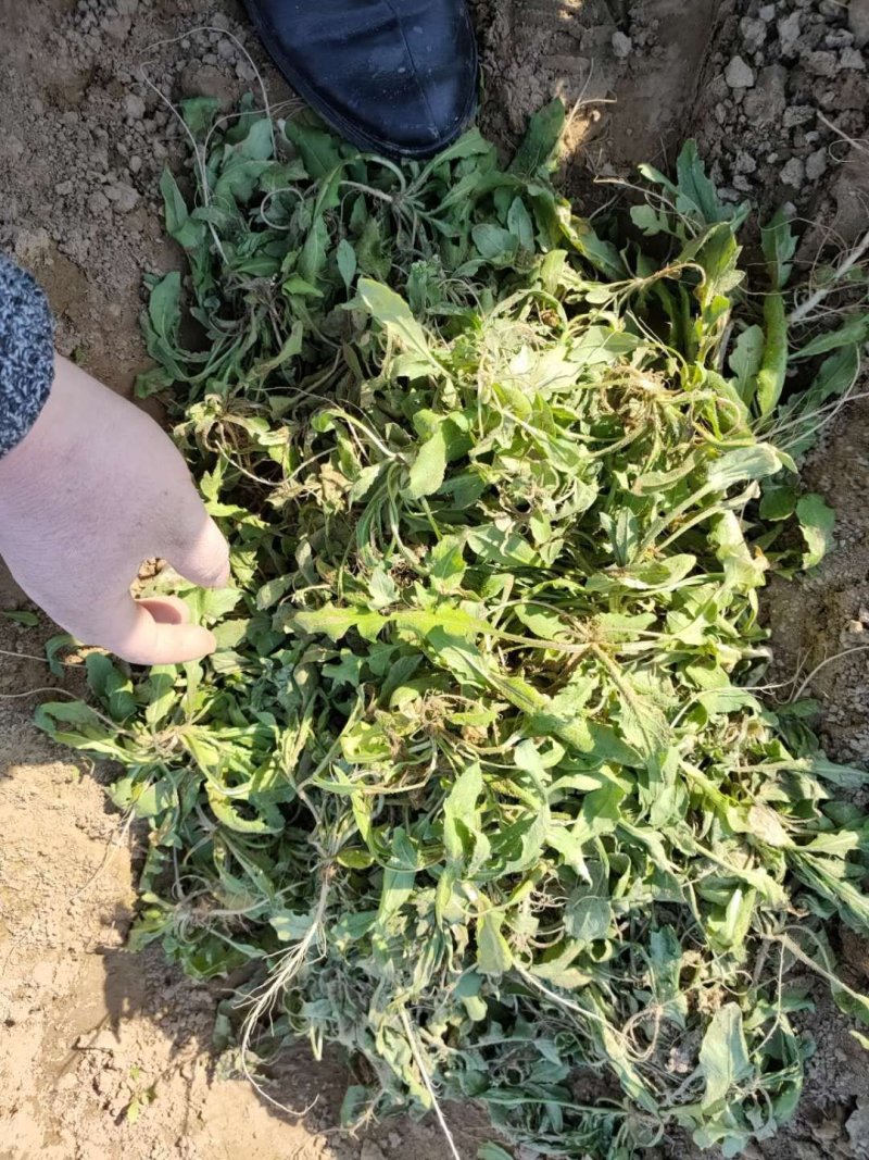 大量野荠菜上市