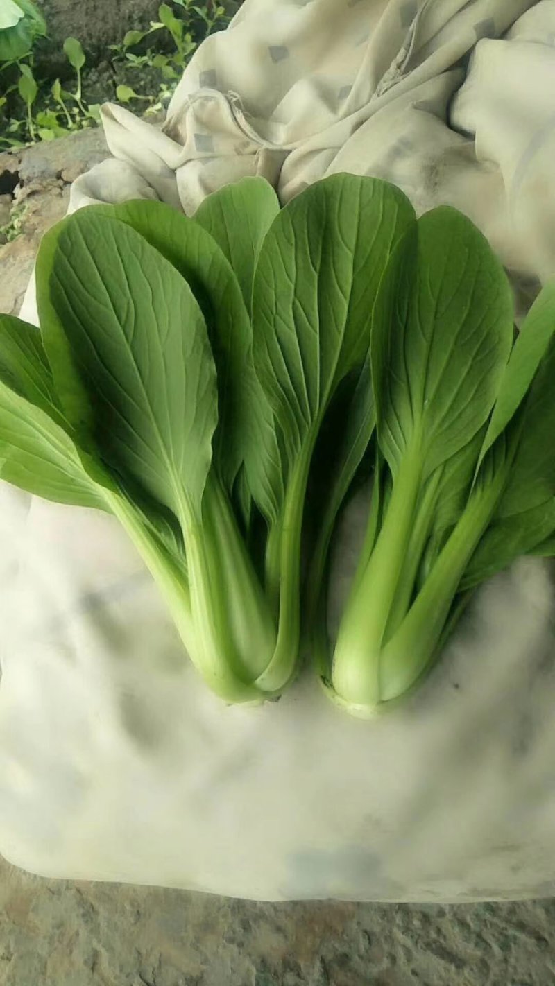 油菜