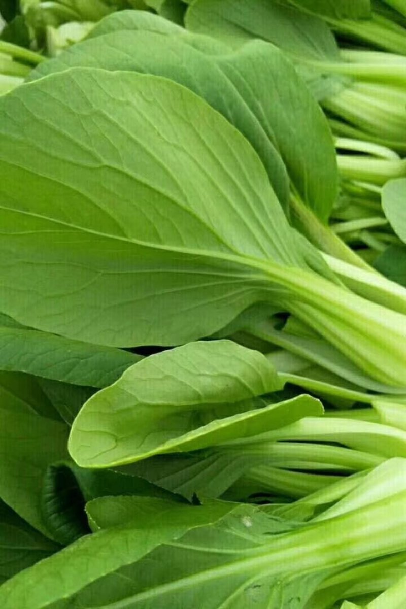 油菜