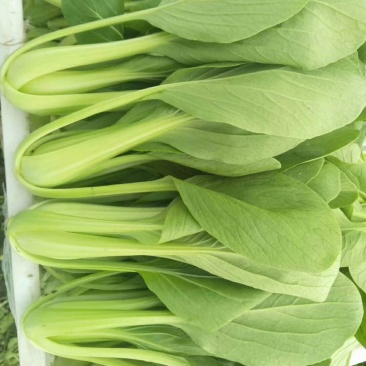 油菜