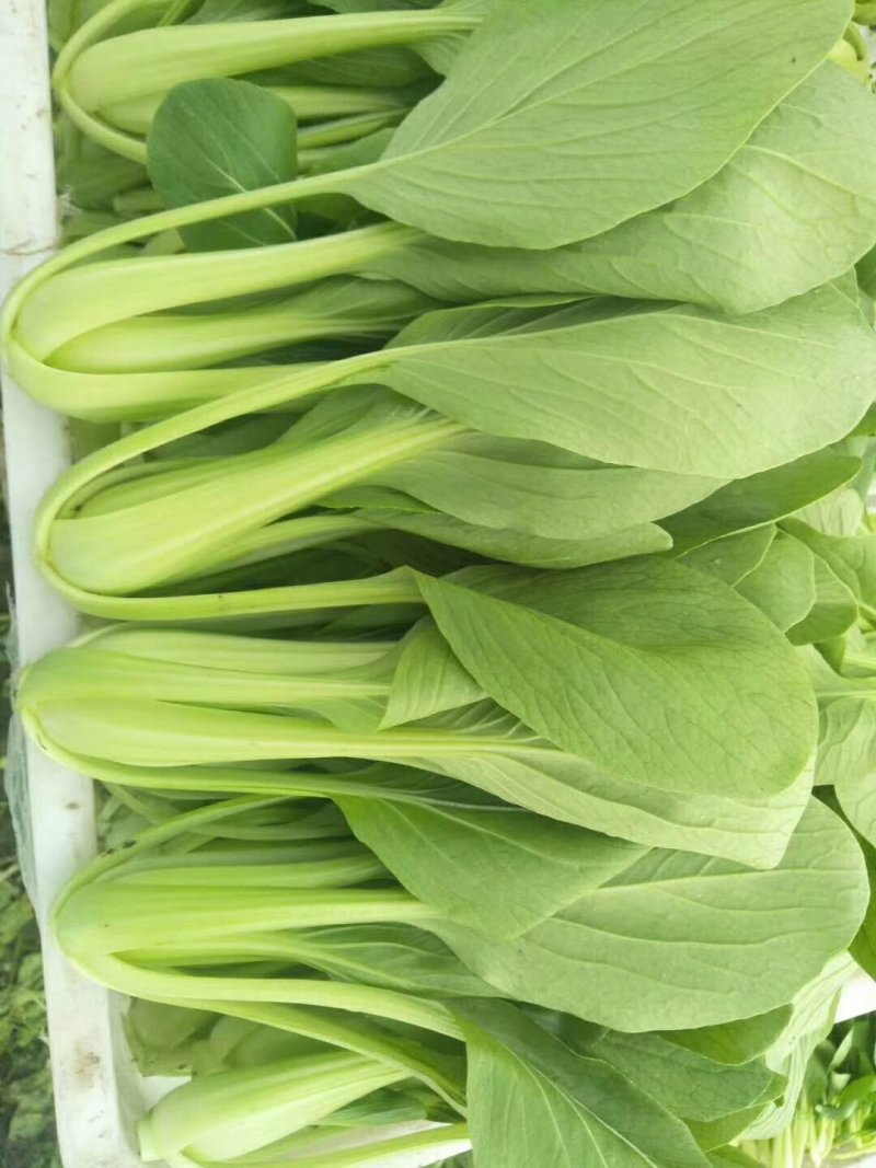 油菜