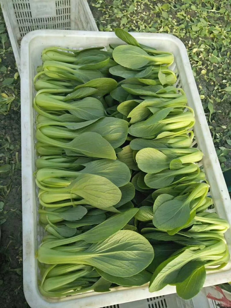 油菜
