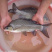 岩鲤岩原鲤黑鲤鱼墨鲤水子鬼头鱼原生鱼高档食用淡水活体鱼苗