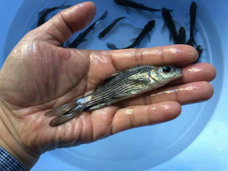 岩鲤岩原鲤黑鲤鱼墨鲤水子鬼头鱼原生鱼高档食用淡水活体鱼苗