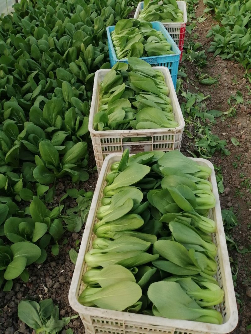 小青菜青梗上海青，精品青菜