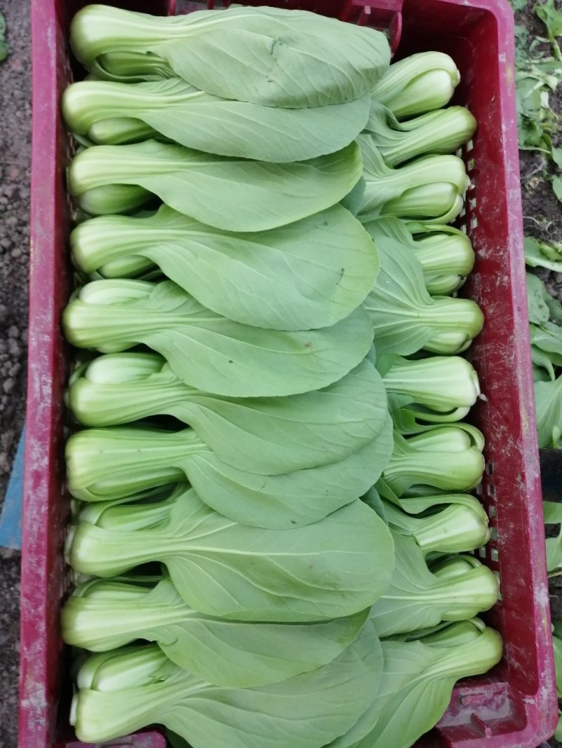 小青菜青梗上海青，精品青菜