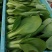 小青菜青梗上海青，精品青菜
