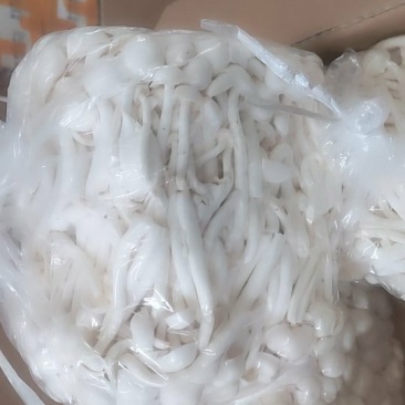 白玉菇