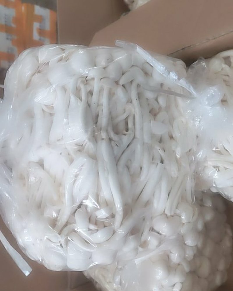 白玉菇