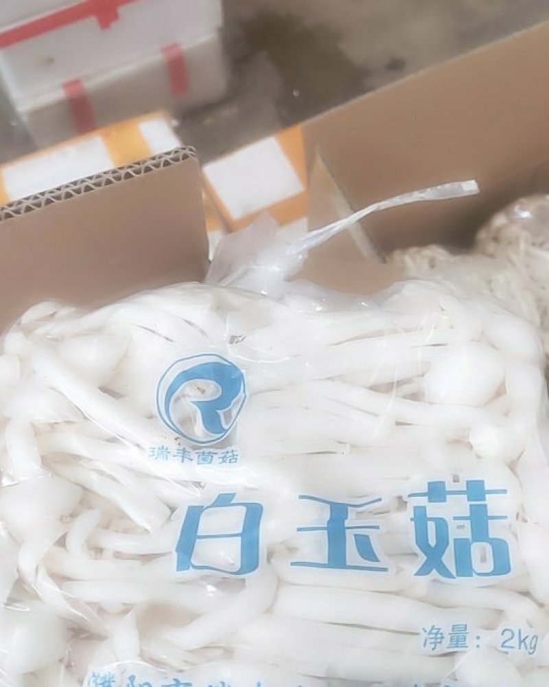 白玉菇