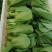 小青菜大量供应青梗菜
