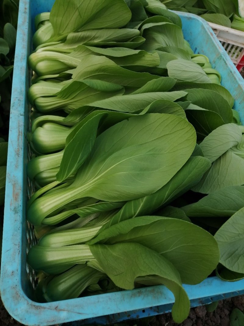 小青菜大量供应青梗菜