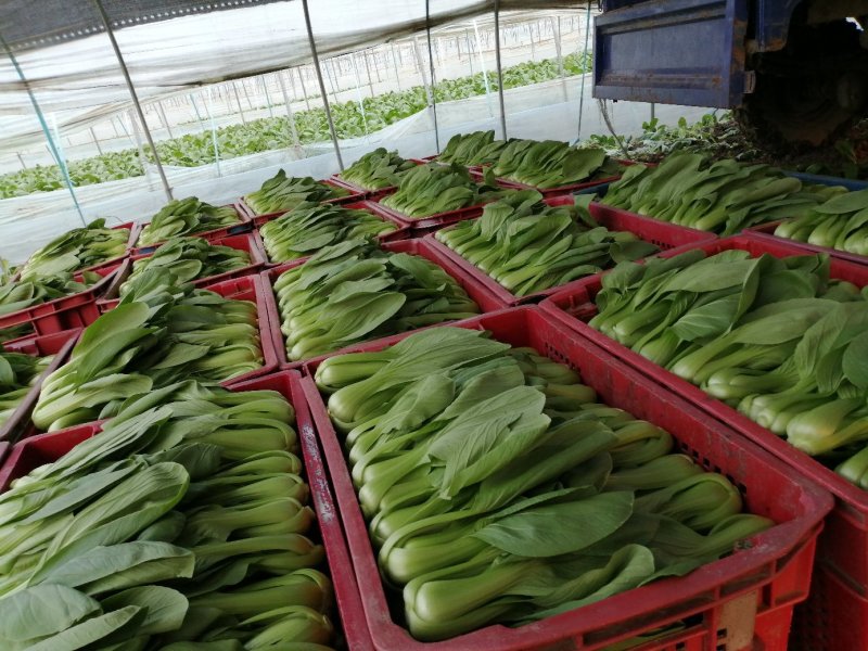 小青菜大量供应青梗菜