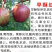 辽宁早酥红梨苗彩虹梨树苗产地批发