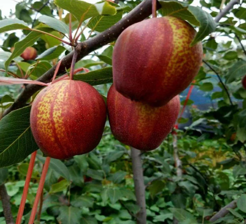 早酥红梨苗辽宁彩虹梨树苗产地批发新品种梨树苗品种