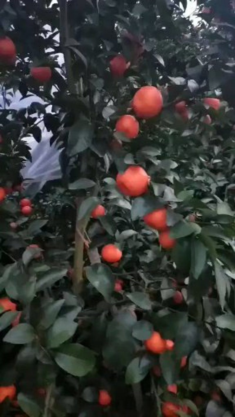 砂糖橘，甜桔子，广西桂林柑桔批发～水果代办口感好品质好