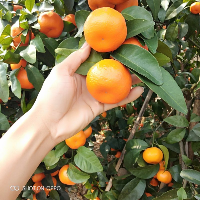 砂糖橘，甜桔子，广西桂林柑桔批发～水果代办口感好品质好
