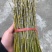 新鲜叠峭石斛鲜条煲汤泡茶包邮