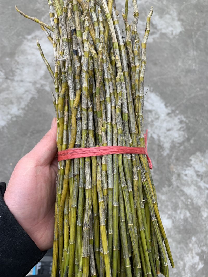 新鲜叠峭石斛鲜条煲汤泡茶包邮