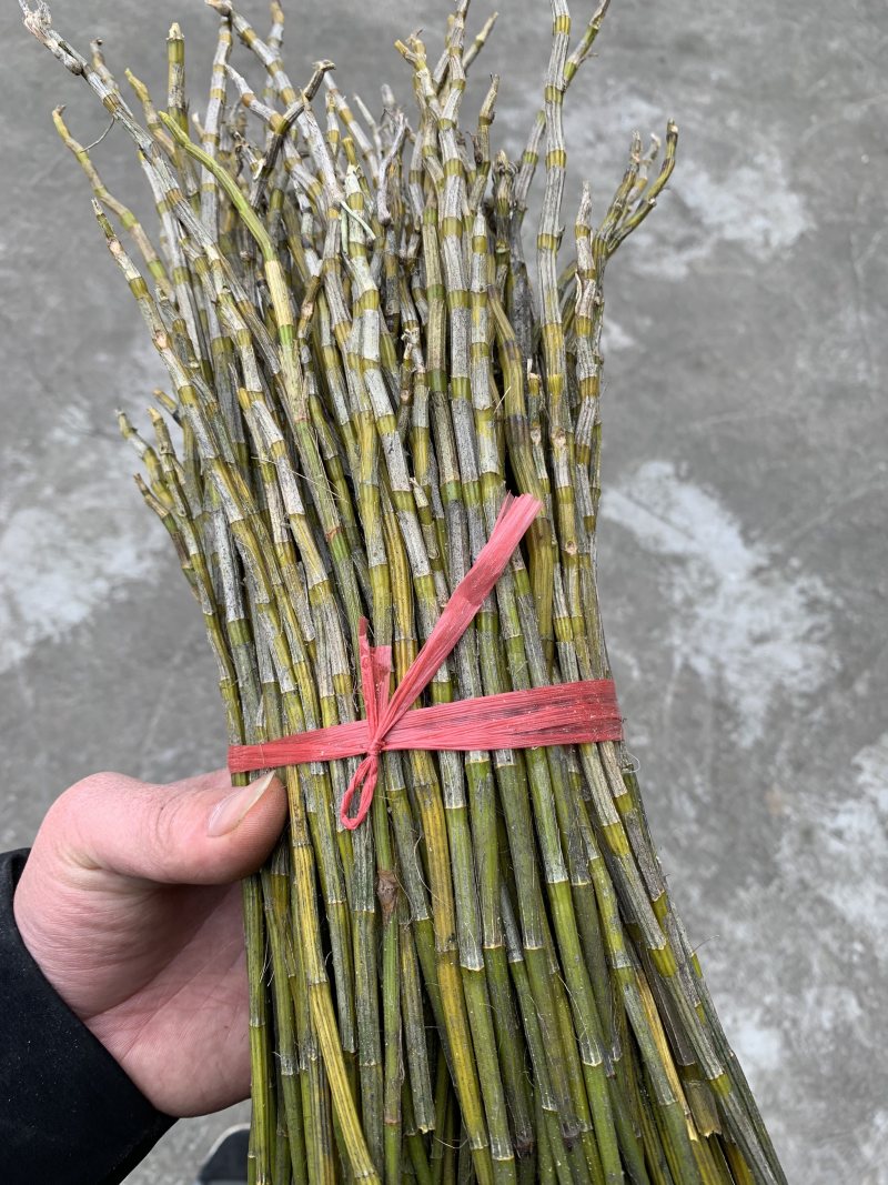 新鲜叠峭石斛鲜条煲汤泡茶包邮