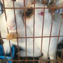 常年供应伊拉兔肉兔种兔商品兔家庭养殖兔农村养殖肉兔伊拉