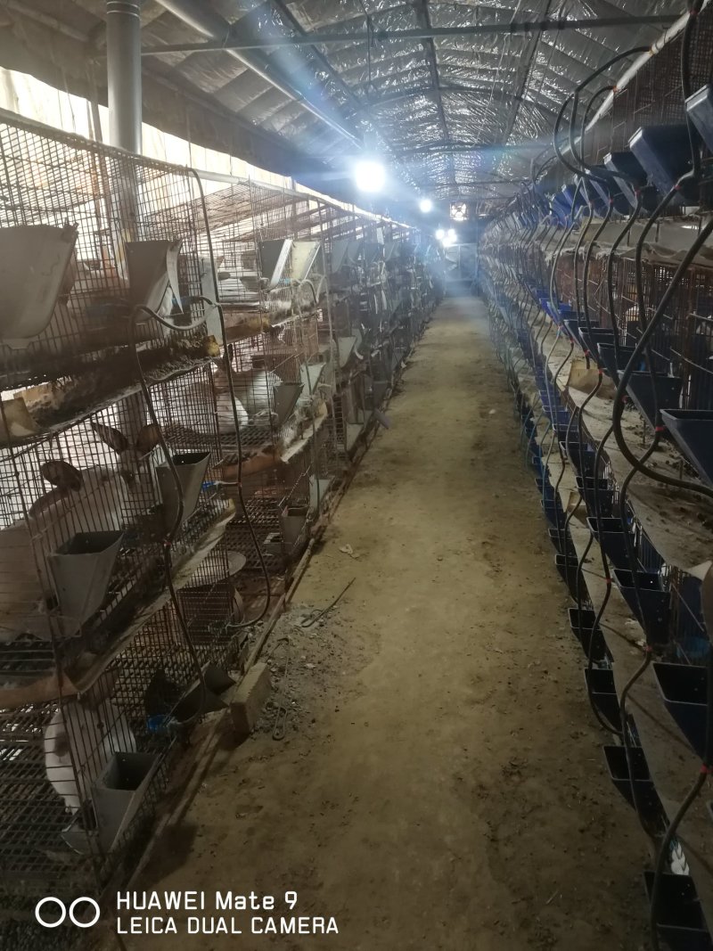 常年供应伊拉兔肉兔种兔商品兔家庭养殖兔农村养殖肉兔伊拉