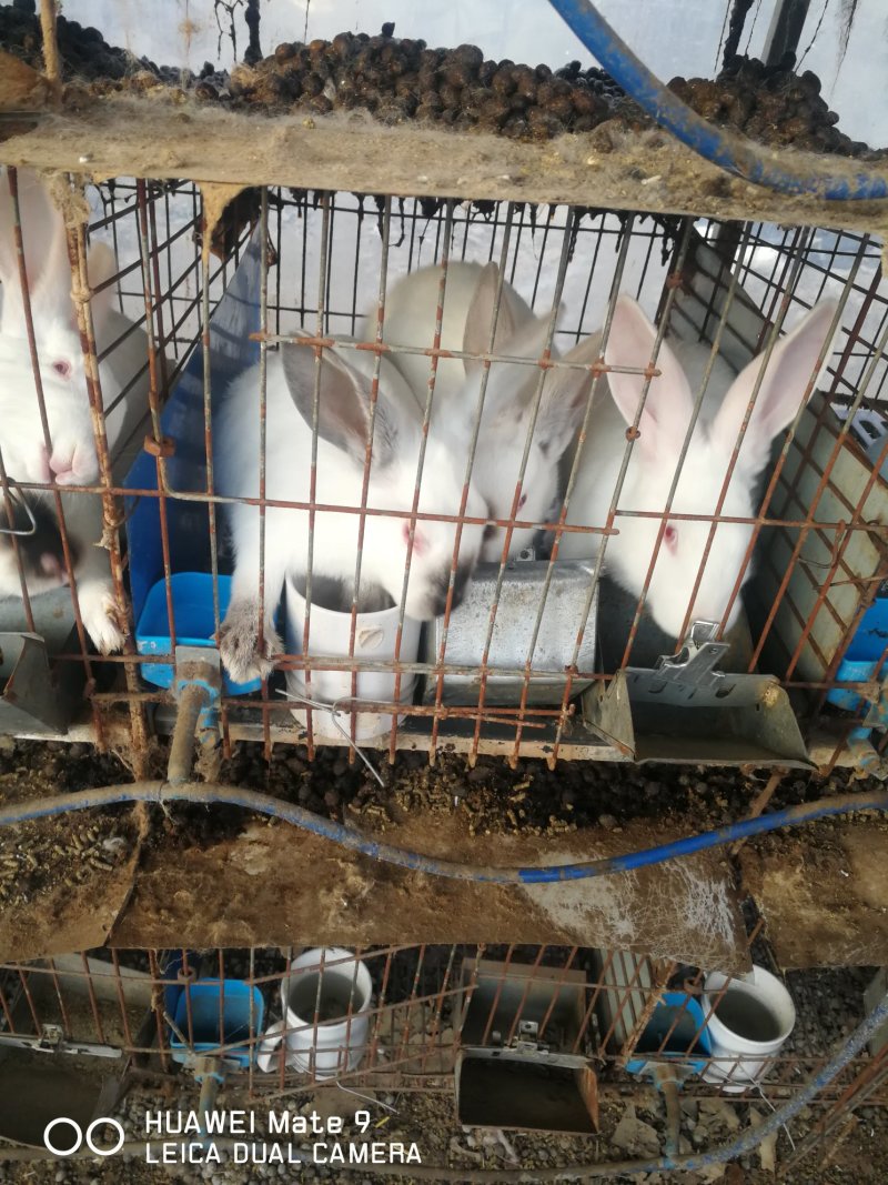 常年供应伊拉兔肉兔种兔商品兔家庭养殖兔农村养殖肉兔伊拉