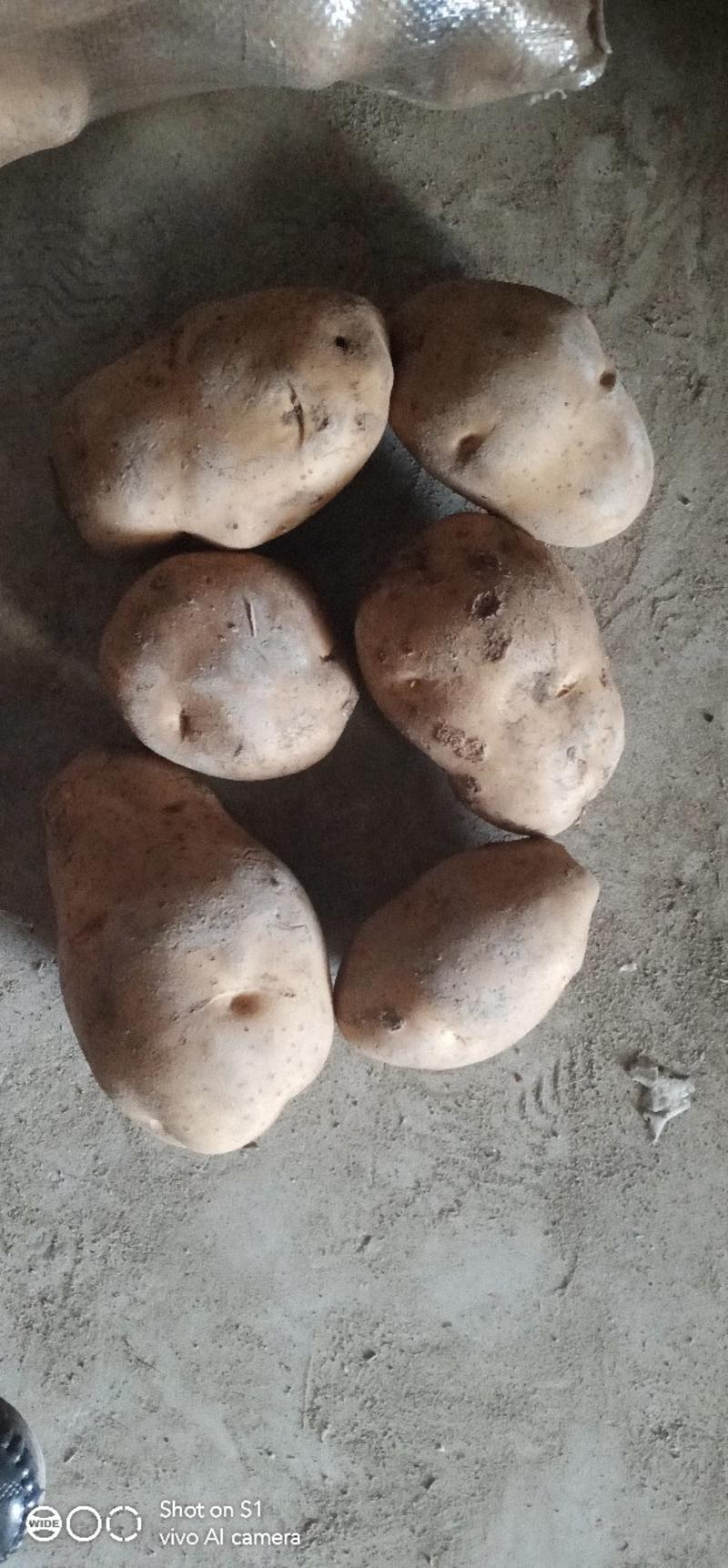 土豆，绿翠源果蔬专业合作社