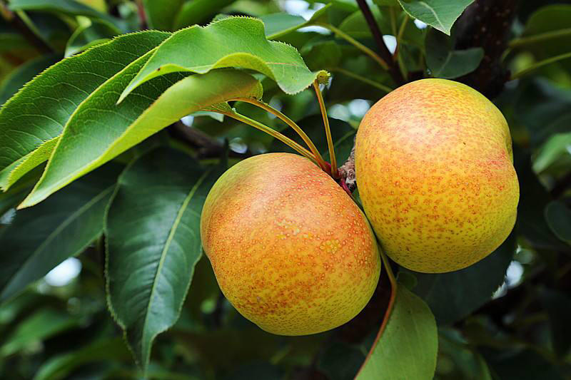 苹果梨苗耐寒品种抗病能力强果大肉多