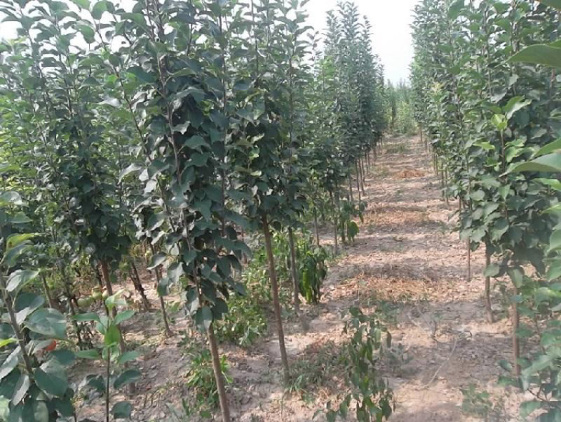 苹果梨苗耐寒品种抗病能力强果大肉多