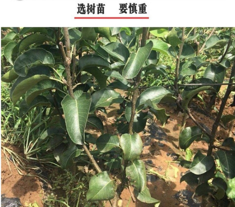 苹果梨苗耐寒品种抗病能力强果大肉多