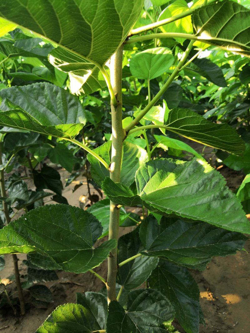桑椹苗桑椹树苗培育基地，桑椹树苗价格，桑葚椹树苗批发