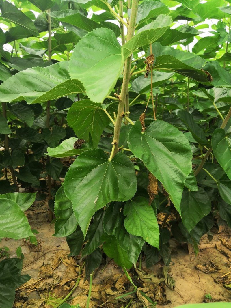 桑椹苗桑椹树苗培育基地，桑椹树苗价格，桑葚椹树苗批发