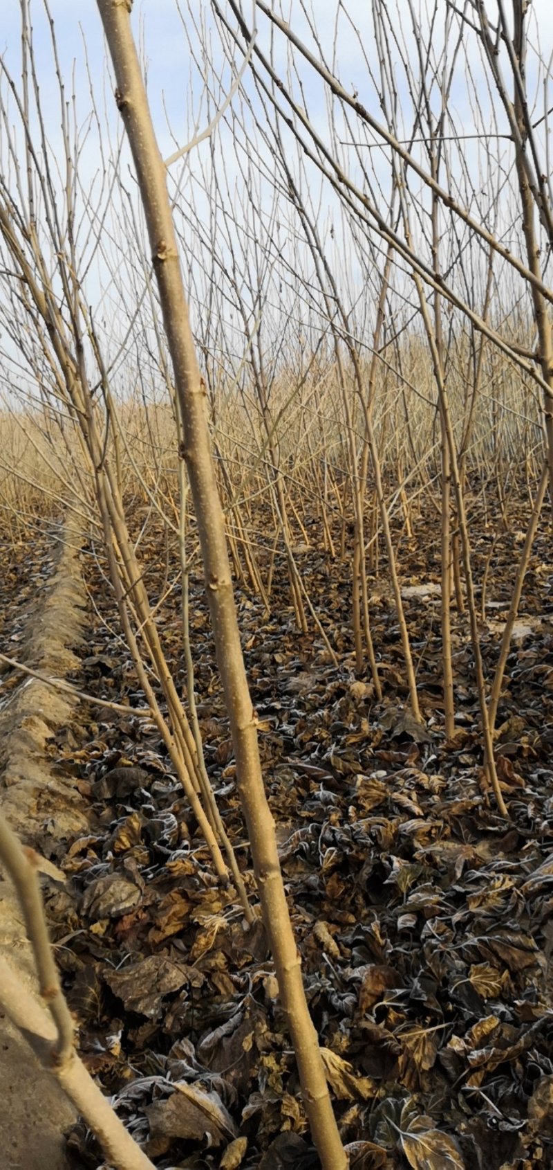 桑椹苗桑椹树苗培育基地，桑椹树苗价格，桑葚椹树苗批发