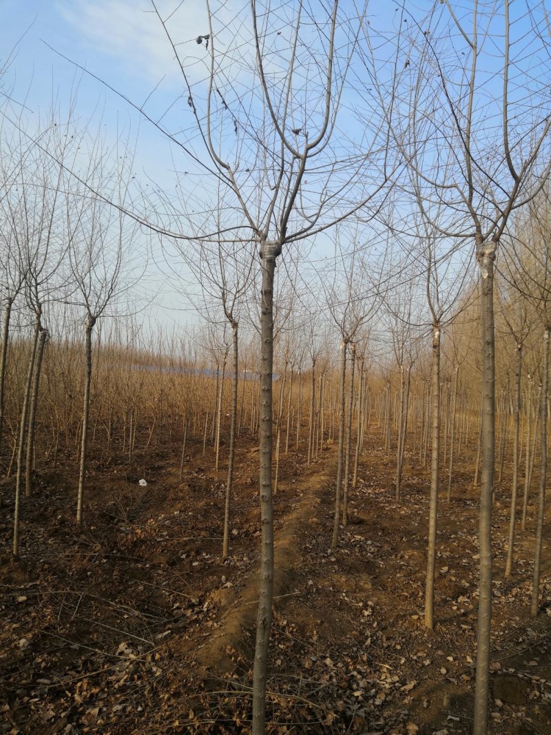 桑椹苗桑椹树苗培育基地，桑椹树苗价格，桑葚椹树苗批发