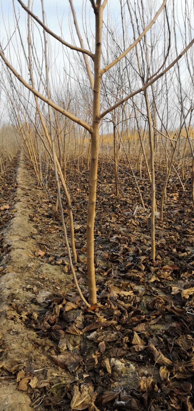 桑椹苗桑椹树苗培育基地，桑椹树苗价格，桑葚椹树苗批发